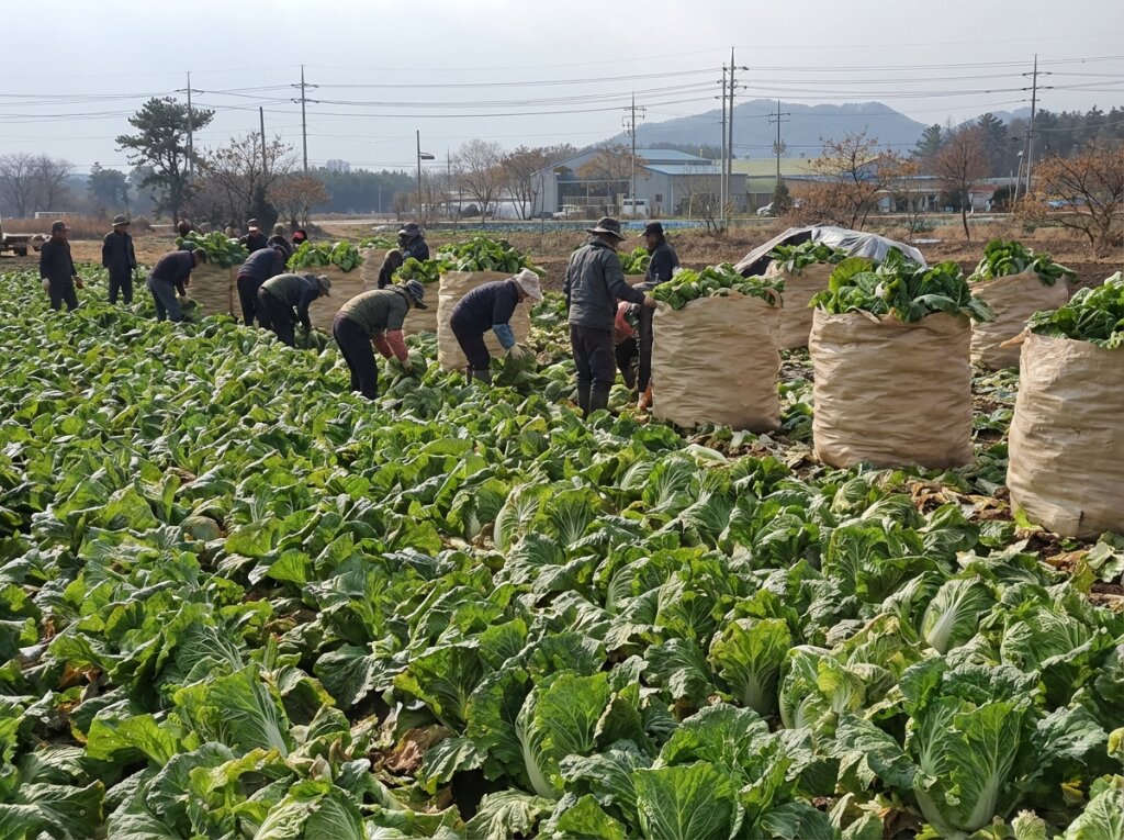해남 무청 수확 현장