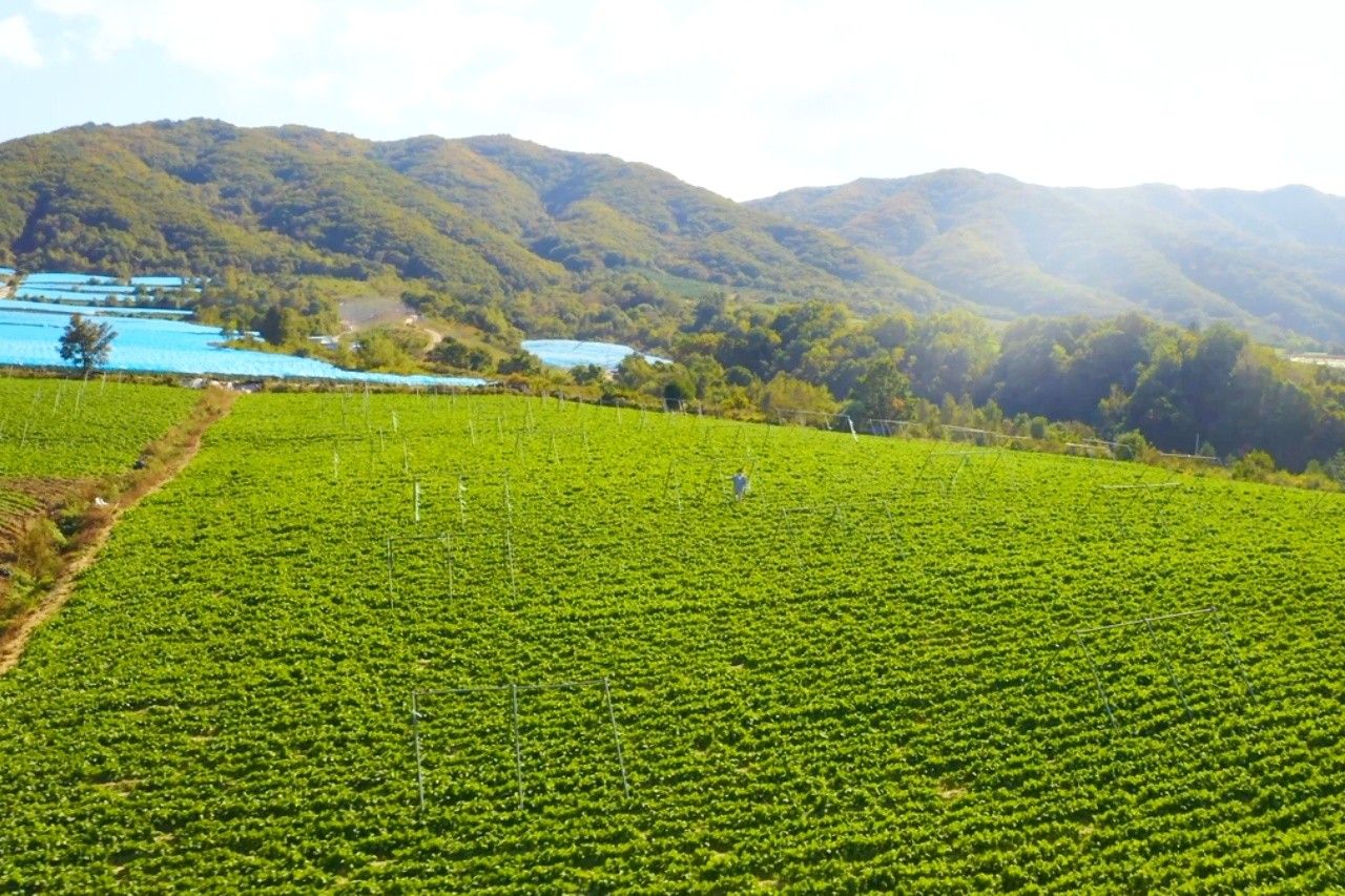 전남 해남 겨울배추 산지 전경
